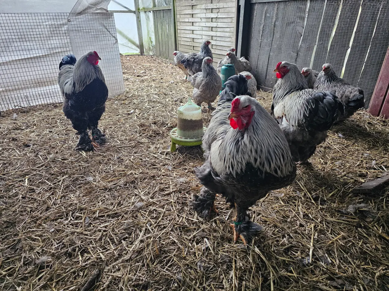 Billede 4 - Rugeæg af stor Brahma 