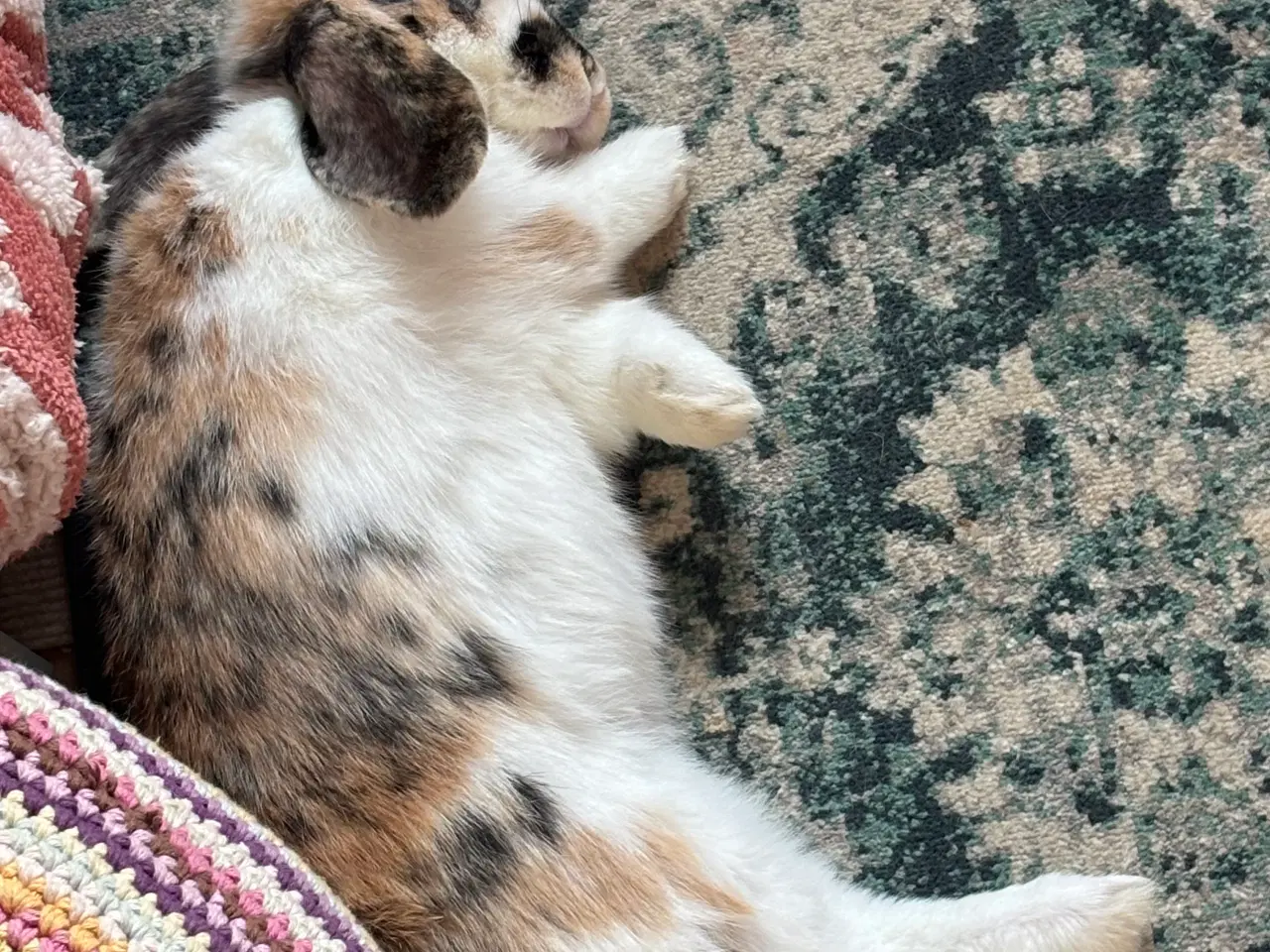 Billede 6 - Lillebror søger nyt hjem 