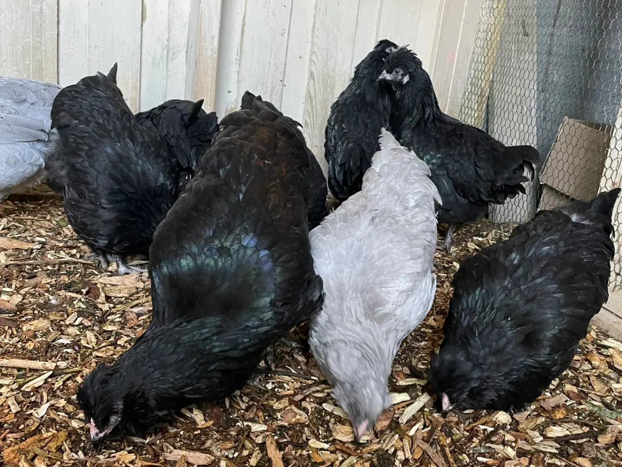 Billede 4 - Engelsk Araucana hønekyllinger 