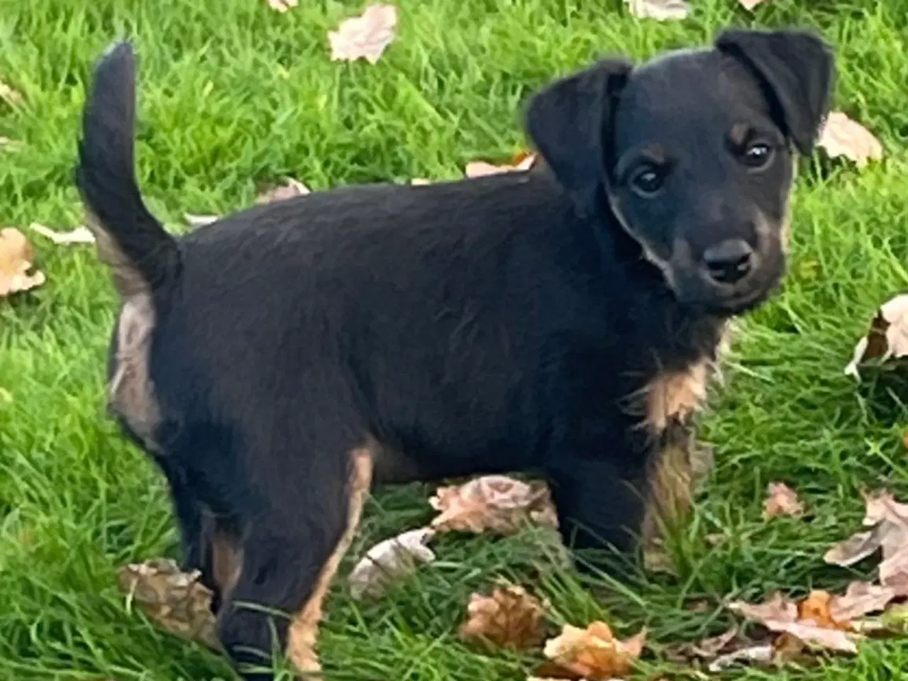 Billede 6 - Tysk Jagtterrier hvalpe salgsklar - 2 hanner