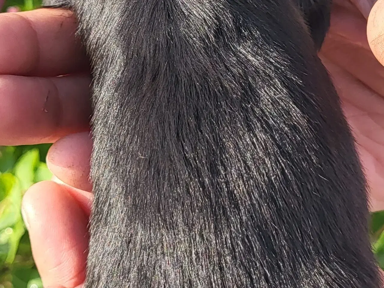 Billede 4 - Yndige Tibetanske Tempelhvalpe.