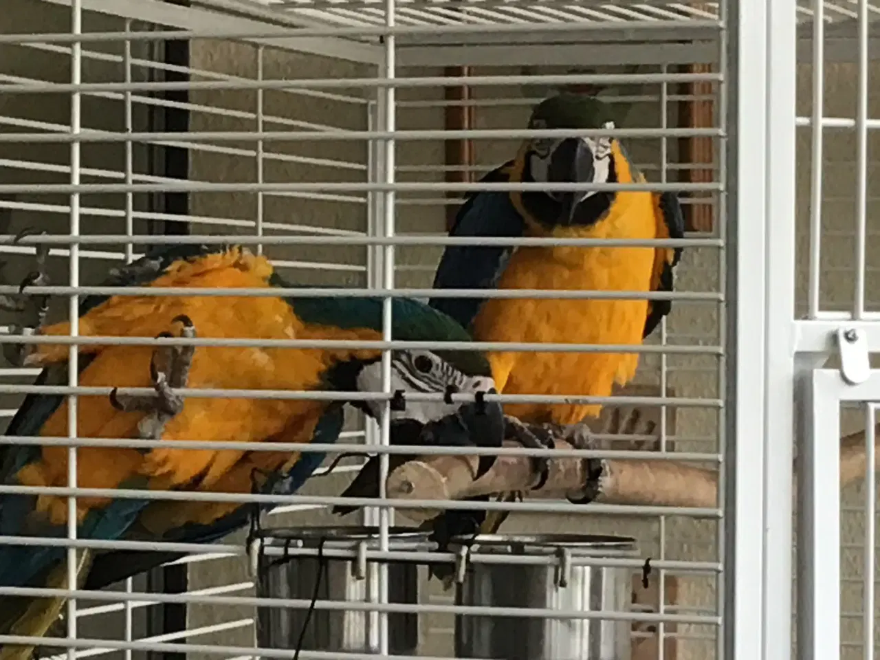 Billede 11 - Ara papegøje gul og blå