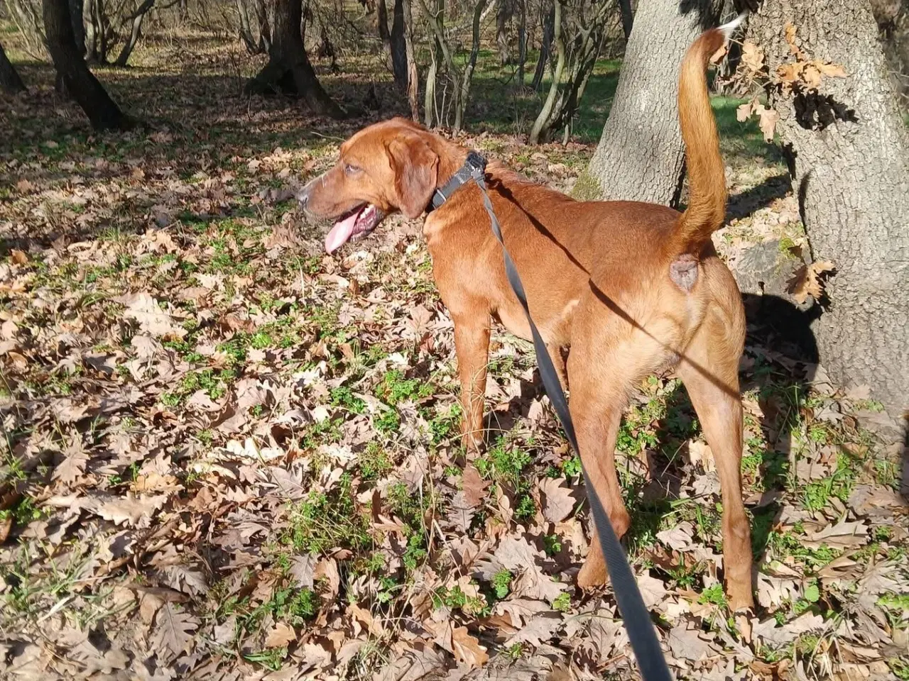 Billede 8 - Skønne Wapi leder efter sin 4-ever familie 🏡🥰