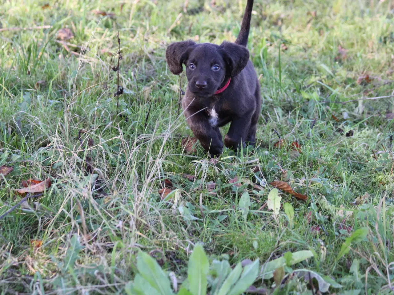 Billede 5 - Langhåret hønsehunde hvalpe