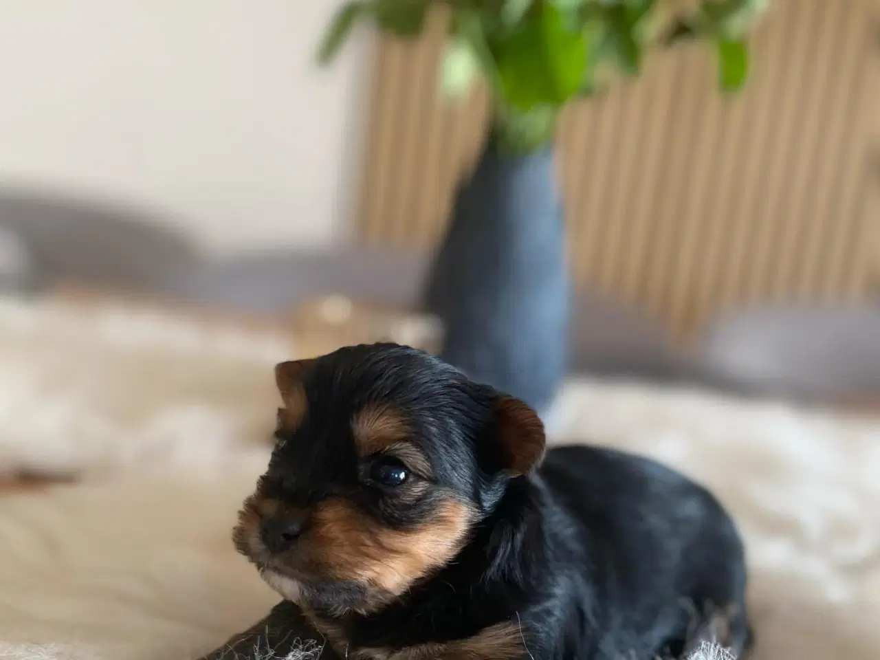 Billede 2 - Yorkshire terrier hvalpe