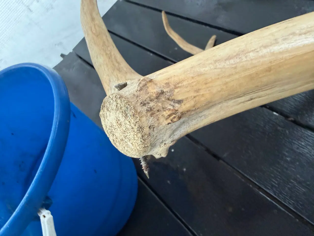 Billede 4 - Rådyr gevir til pynt