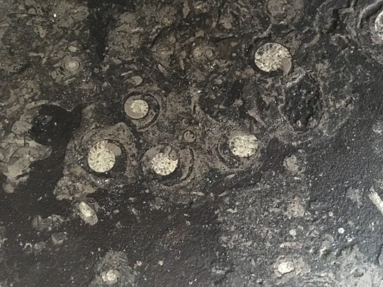 Billede 3 - Atlantic ægte fossile Sten - Bord  helt unik.