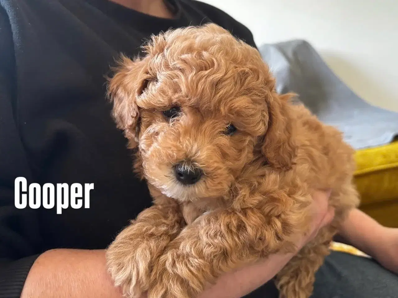 Billede 8 - Maltipoo hvalpe – 8 uger, chippet & vaccineret