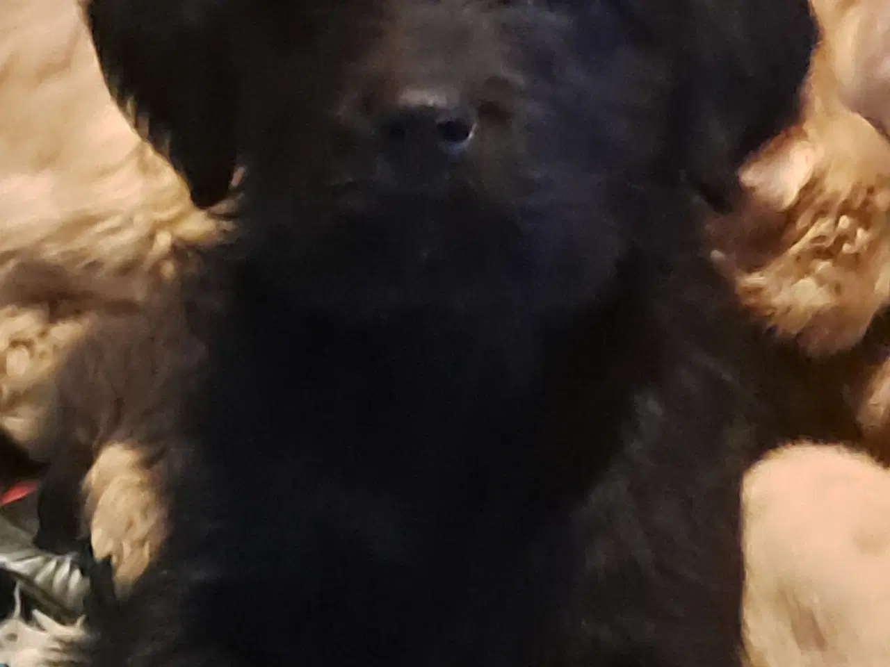 Billede 3 - De sødeste skønneste blandingshvalpe