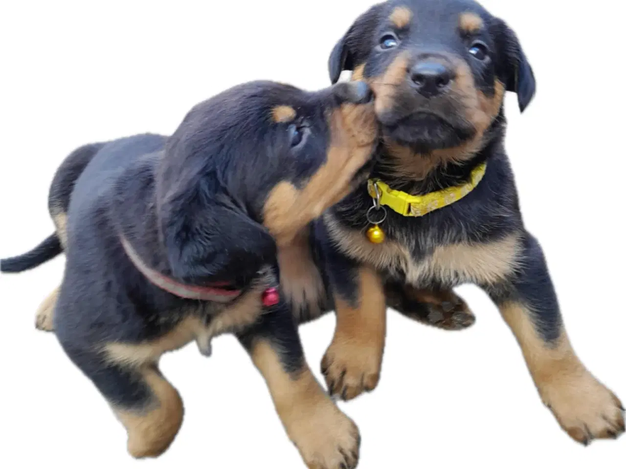 Billede 3 - Rottweiler hvalpe må rejse 20 Juni 2025