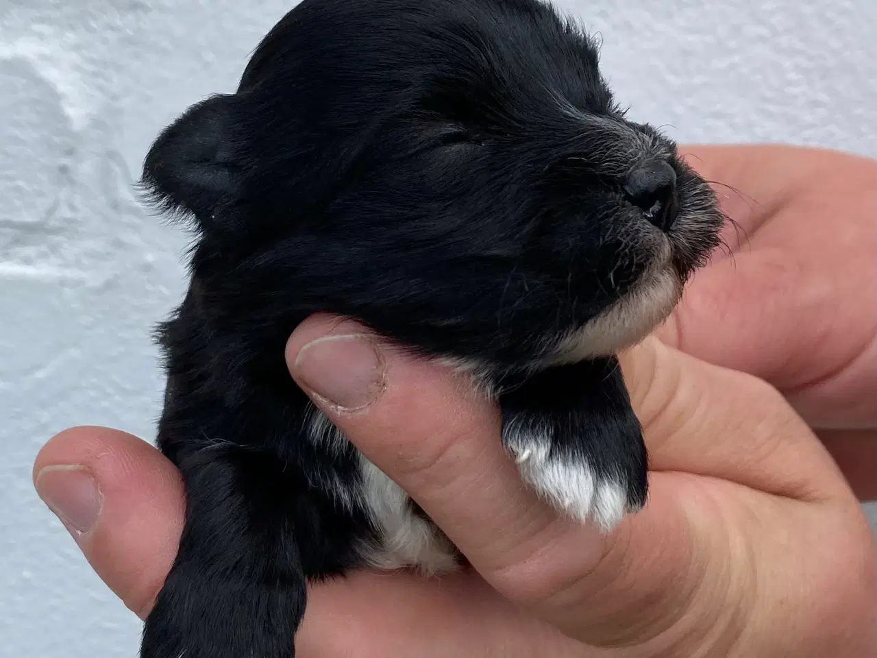 Billede 14 - Bichon Havanais DKK 