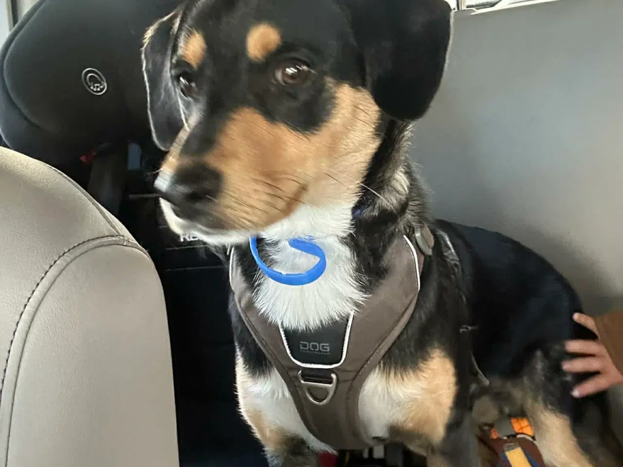 Billede 8 - Søde Charlie til omplacering