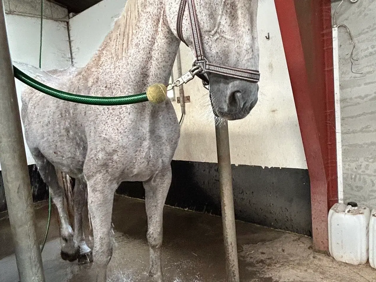 Billede 7 - Verdens bedste Lucy søger nye græsgange 
