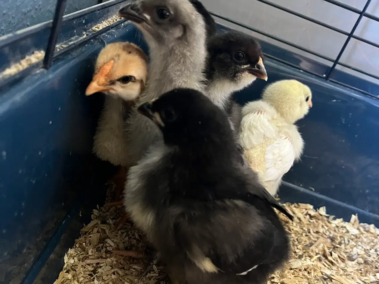Billede 5 - Kyllinger til salg 