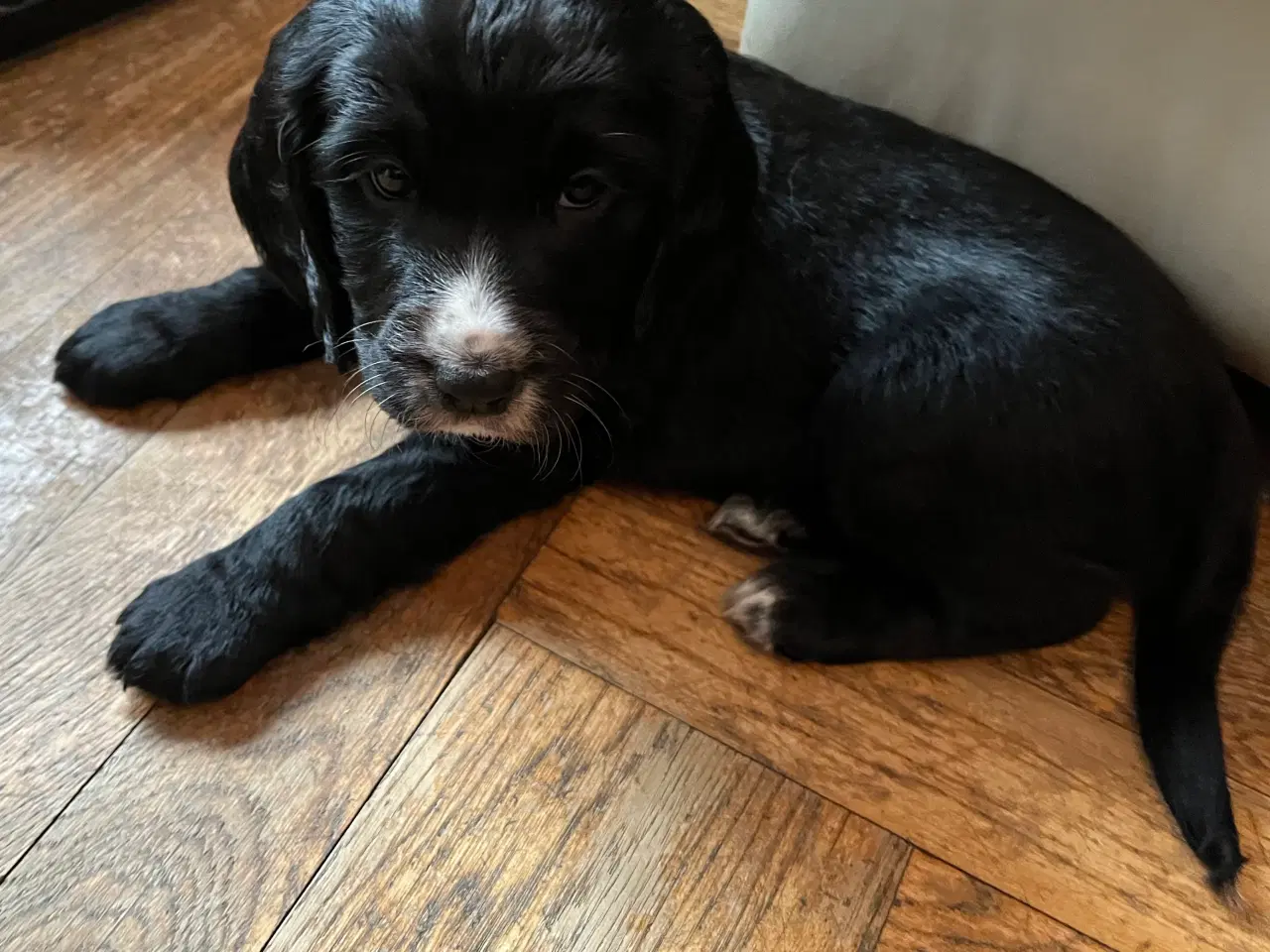 Billede 2 - Working Spaniel (FT)