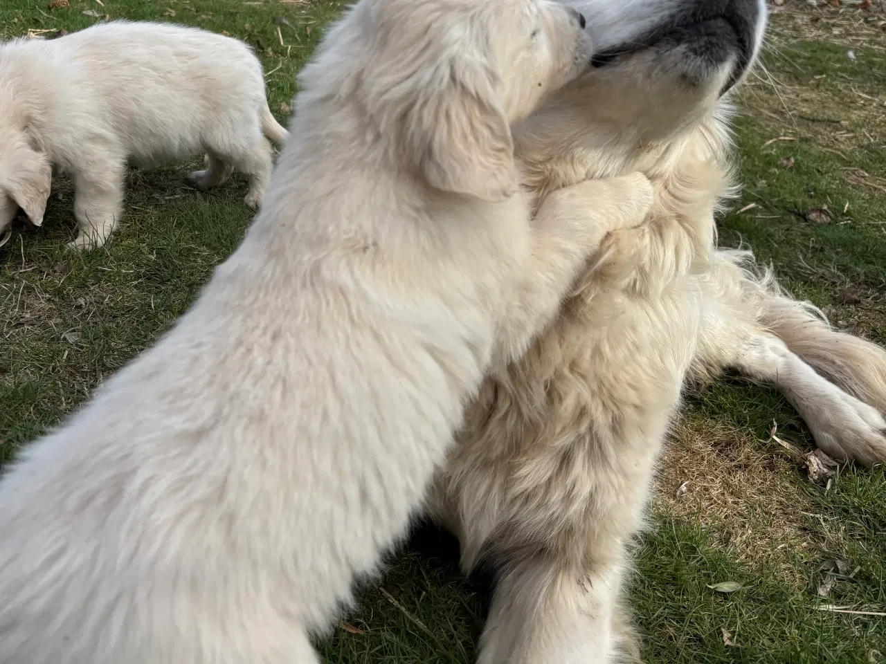 Billede 6 - 7 Golden retriever hvalpe sælges