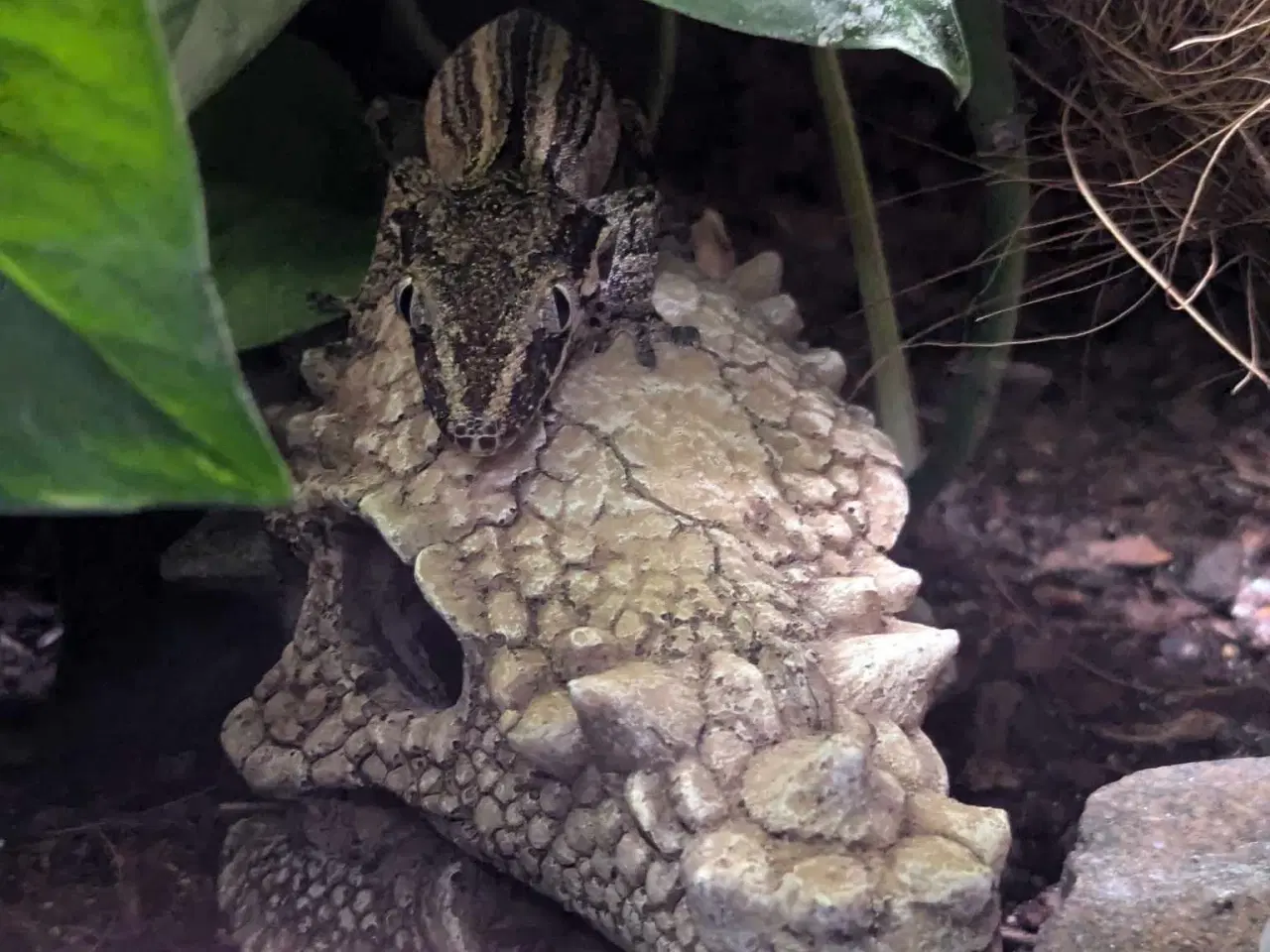 Billede 2 - Gargoyle gekko