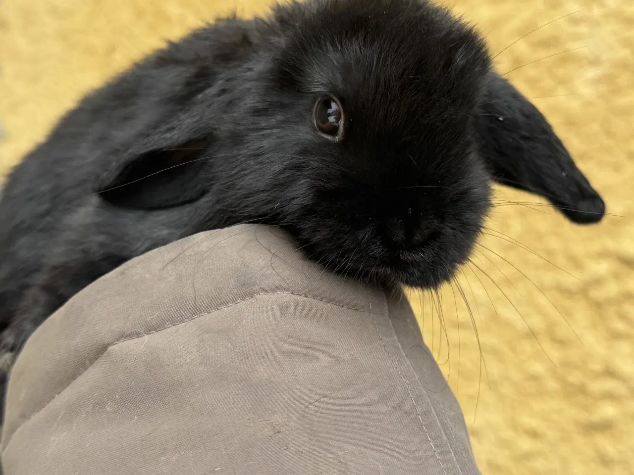 Billede 7 - Han Dværgvædder unger sælges 