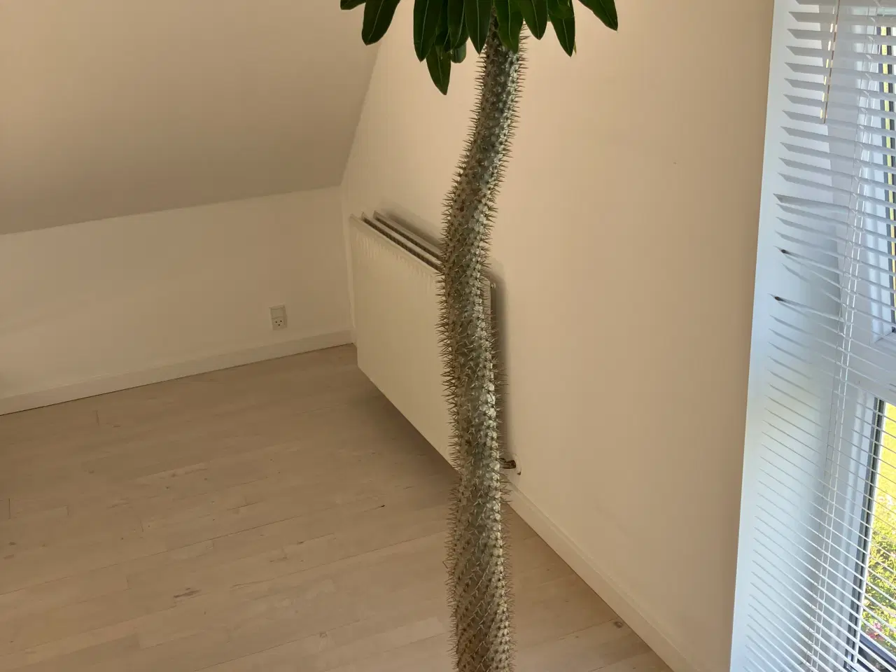 Billede 1 - Stor Madagascar palme