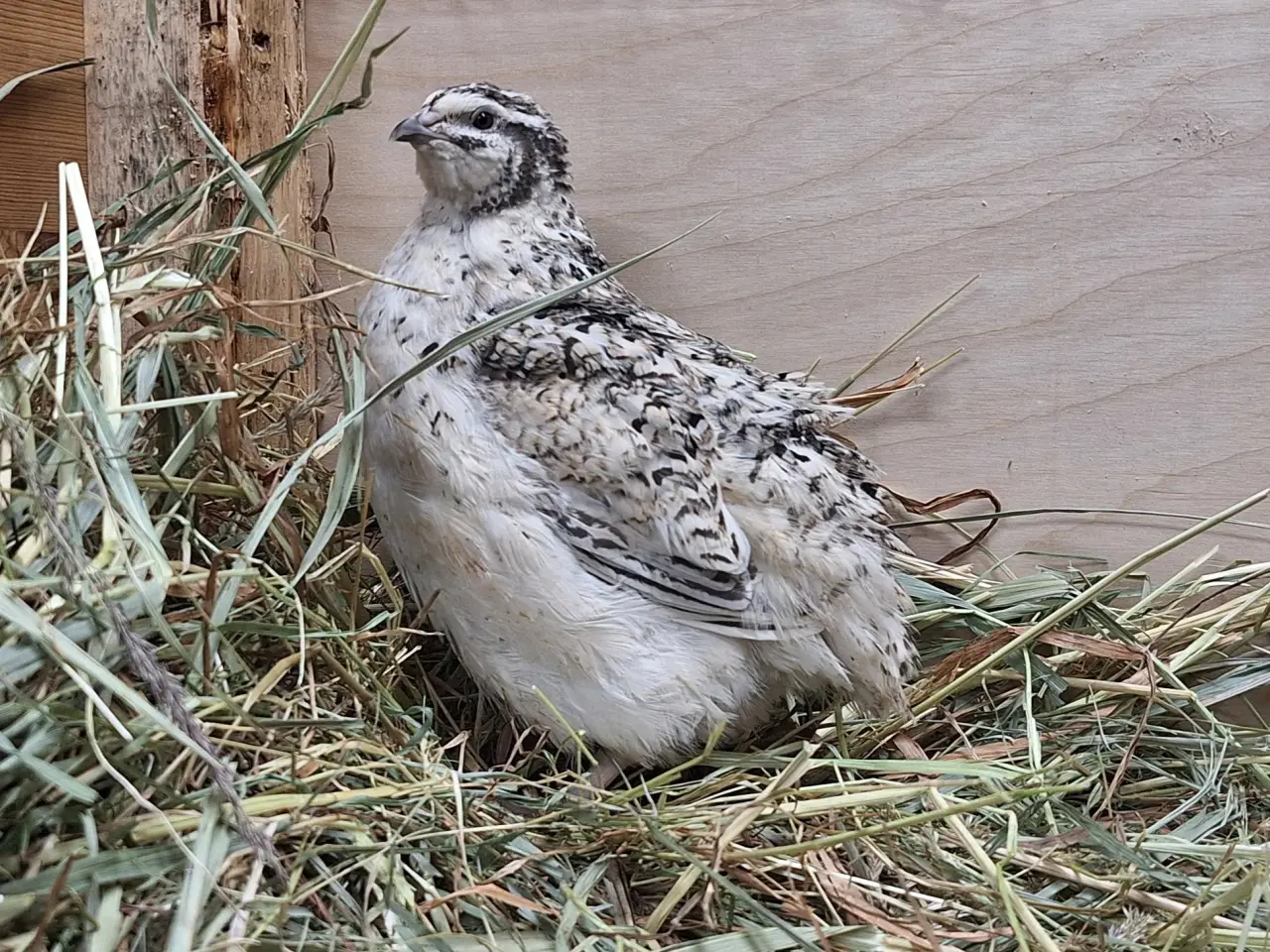 Billede 7 - Jumbo vagtler 