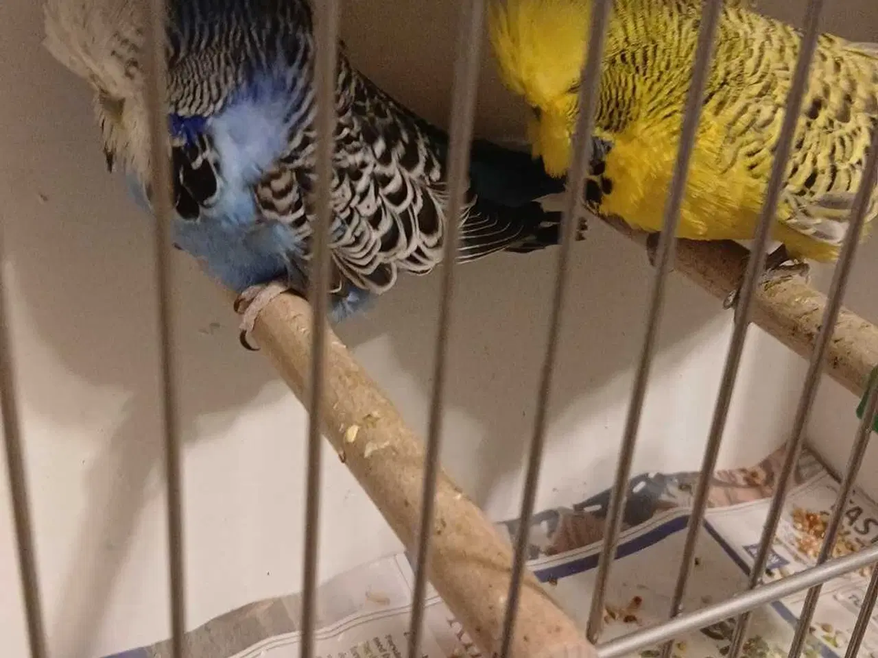 Billede 10 - 1 par Engelske undulater 