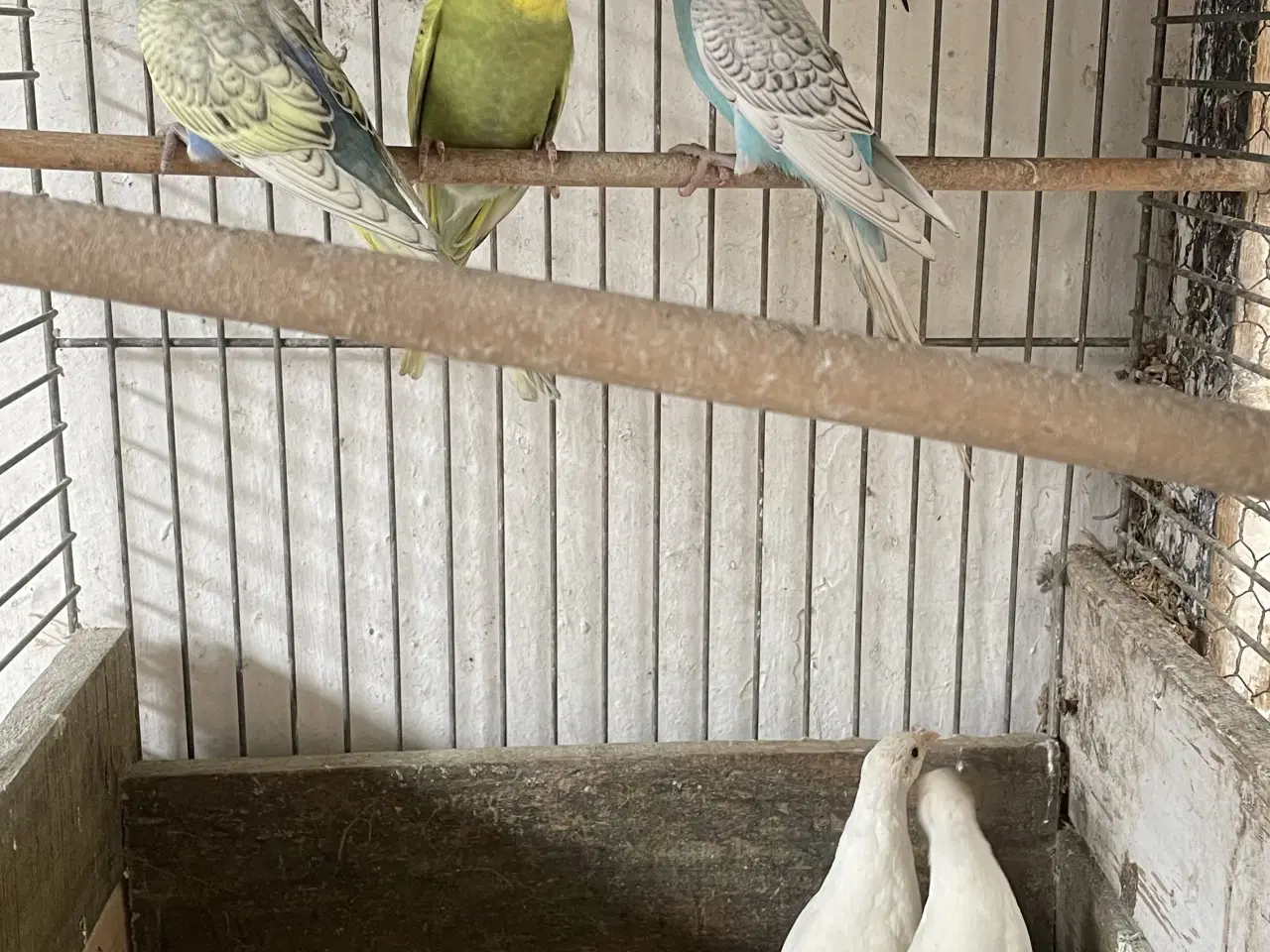 Billede 1 - Undulatunger 