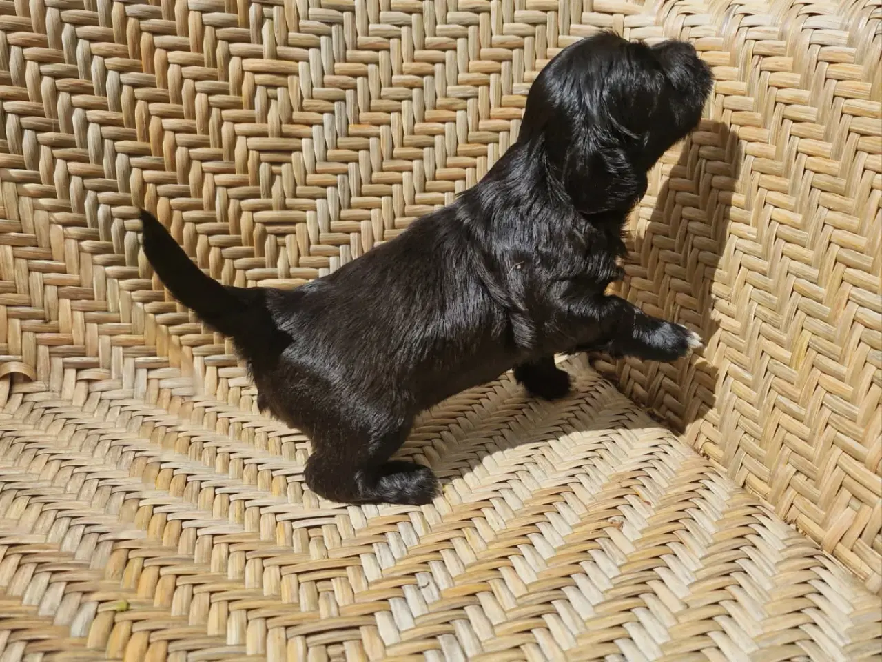 Billede 6 - Bichon Havanais hvalpe med DKK stamtavle