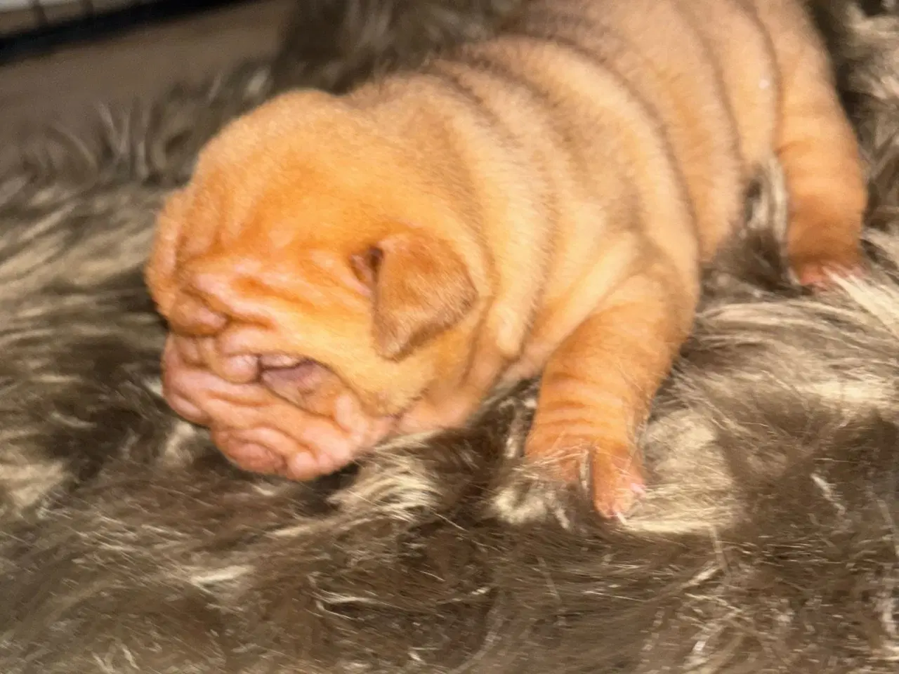Billede 14 - Smukke Old English Bulldog Mix Hvalpe til salg! 🐾