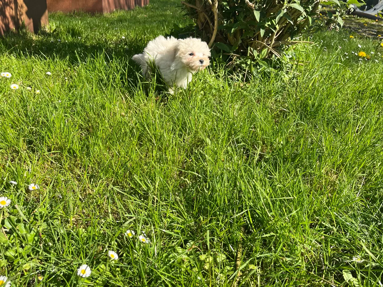Billede 13 - Maltipoo hvalpe
