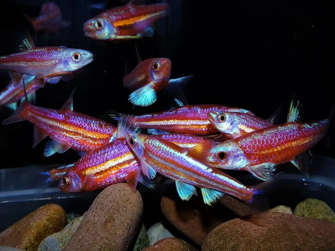 Billede 4 - Flotte akvariefisk