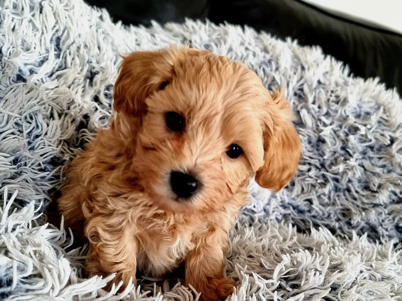 Billede 3 - Mini Maltipoo 