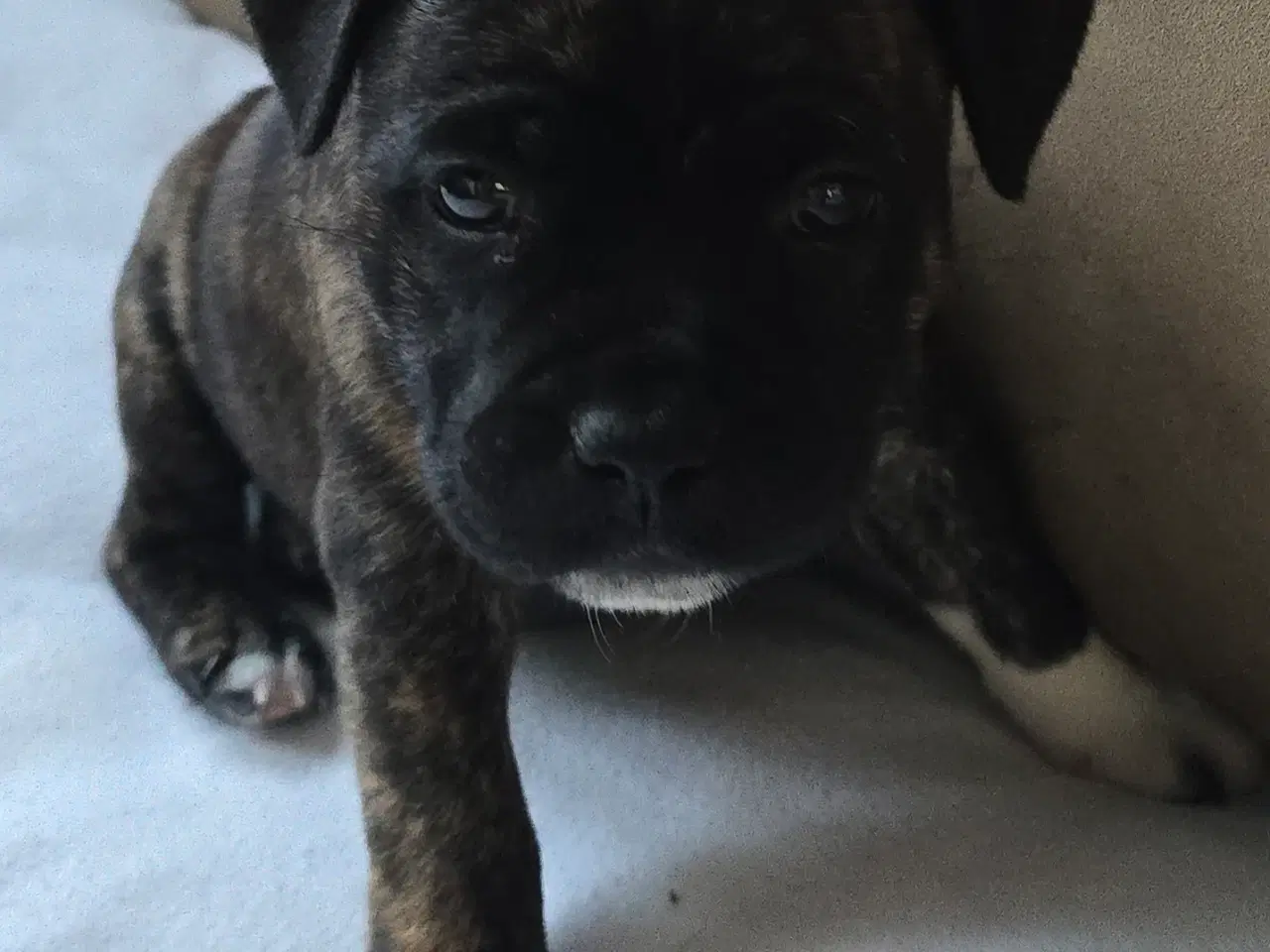 Billede 6 - Staffordshire Bullterrier Terrier