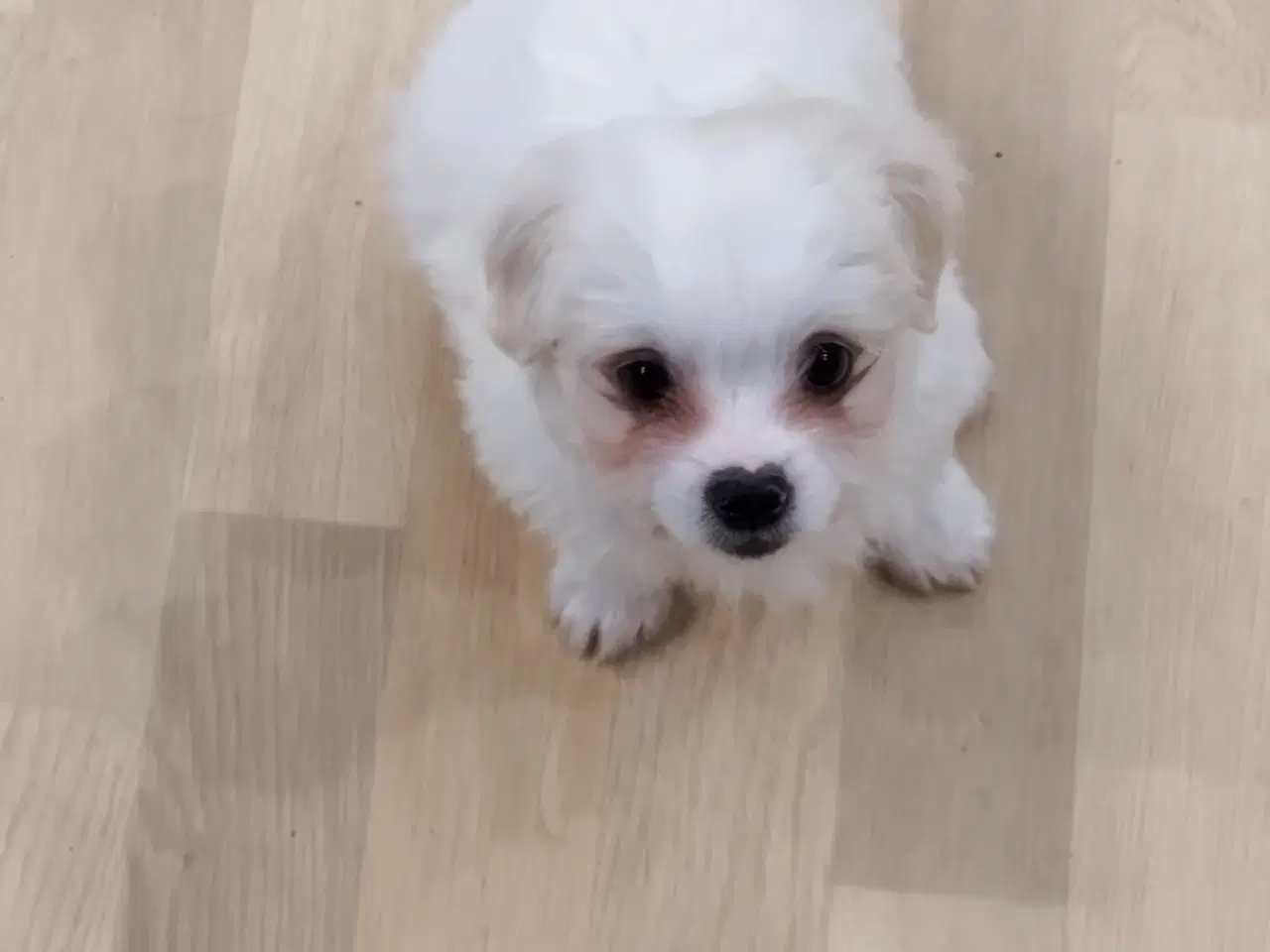 Billede 3 - mini malteser/coton de tulear hvalpe