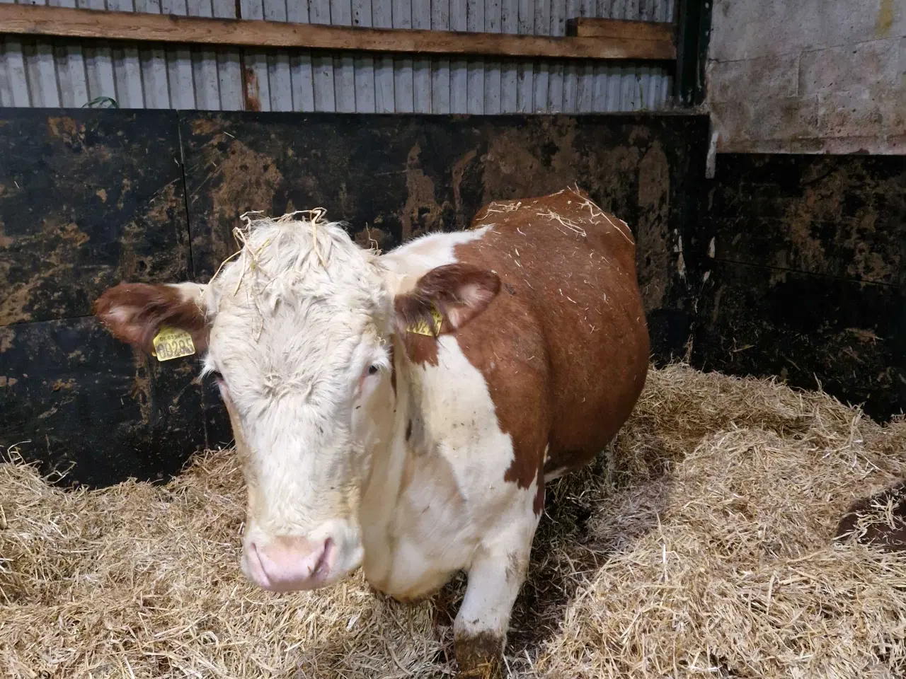 Billede 1 - Ko med kalv
