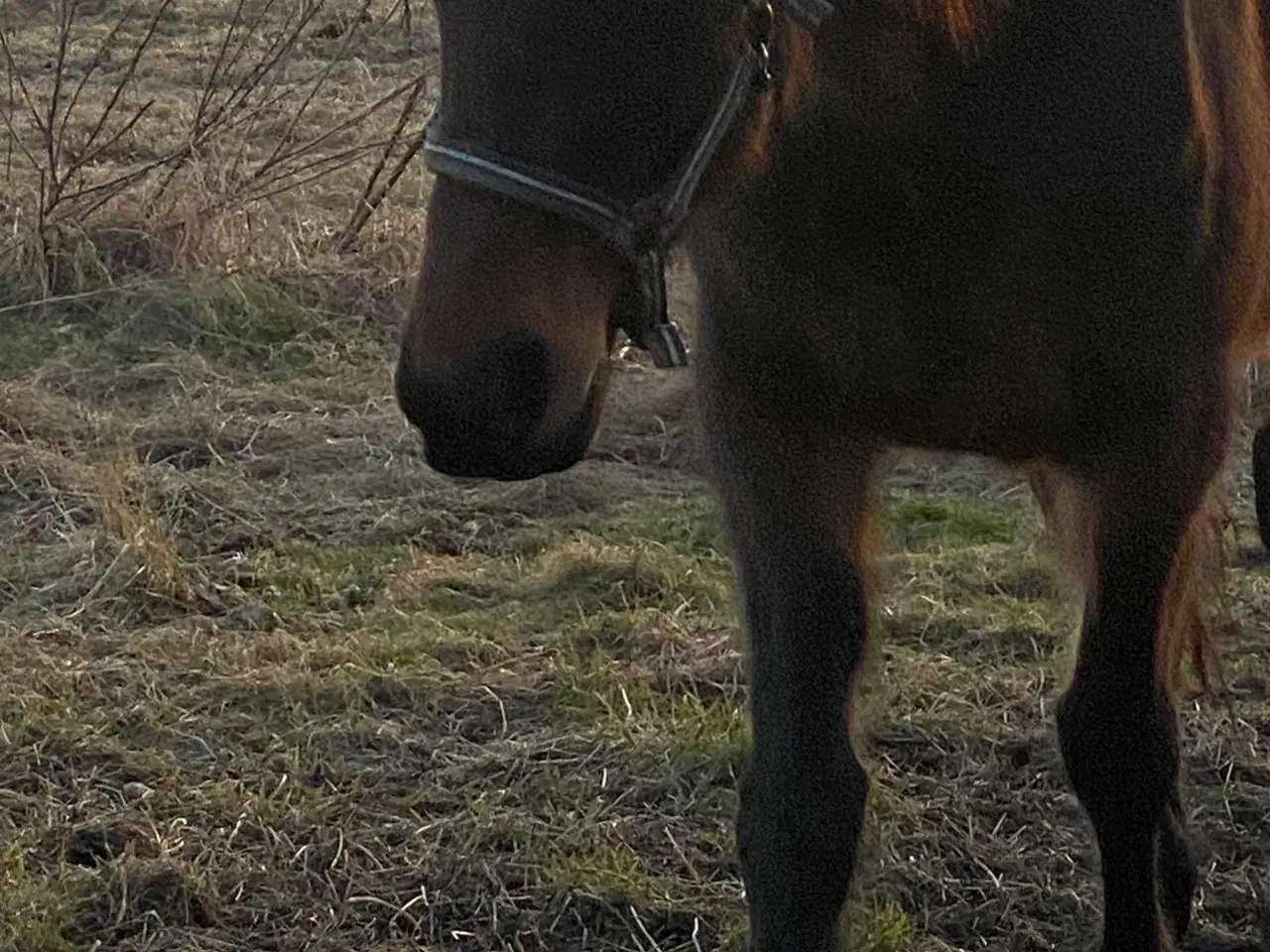 Billede 8 - 13 årig pensioneret traver hoppe/ hygge hest/