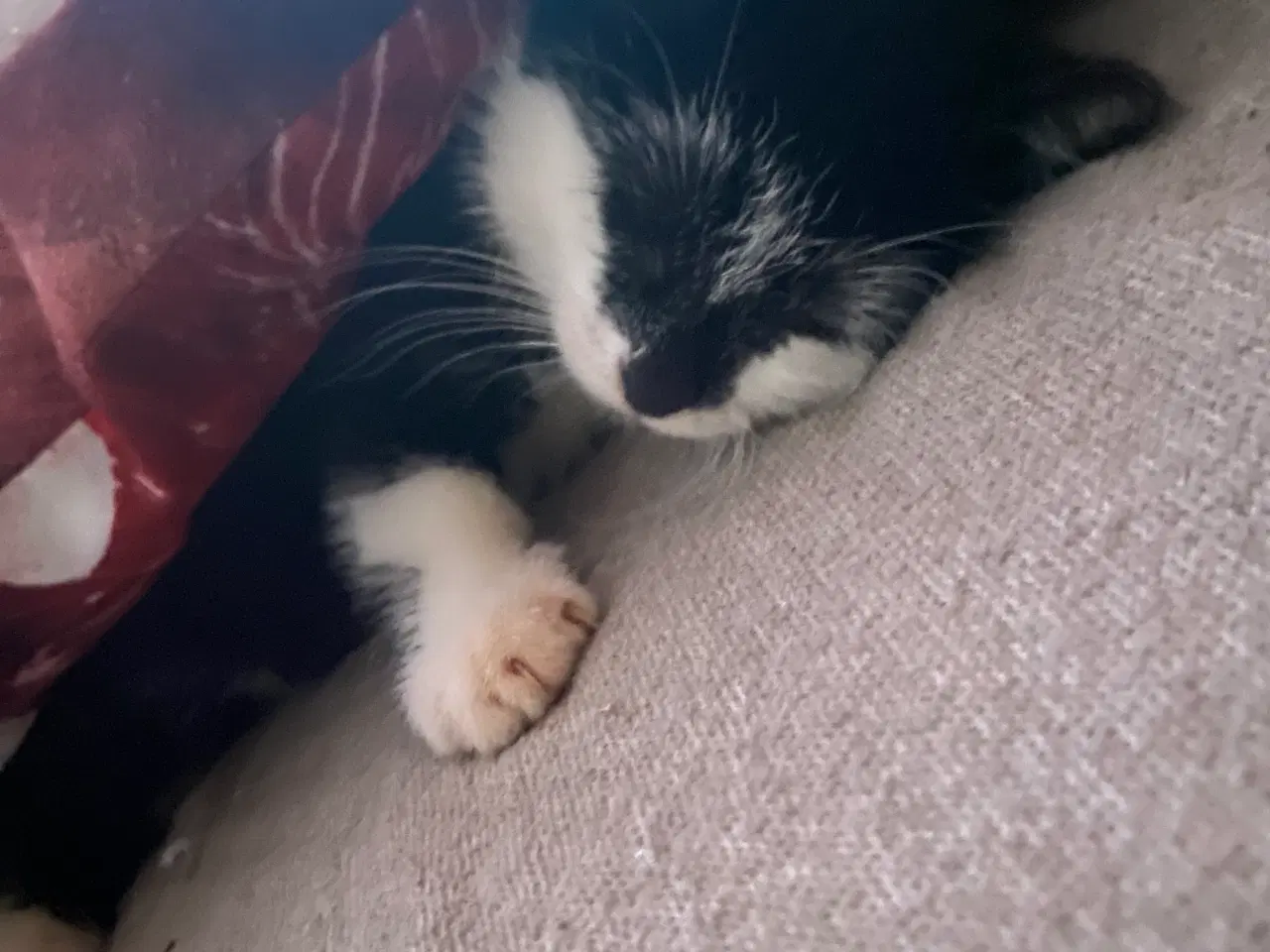 Billede 2 - Katte killinger