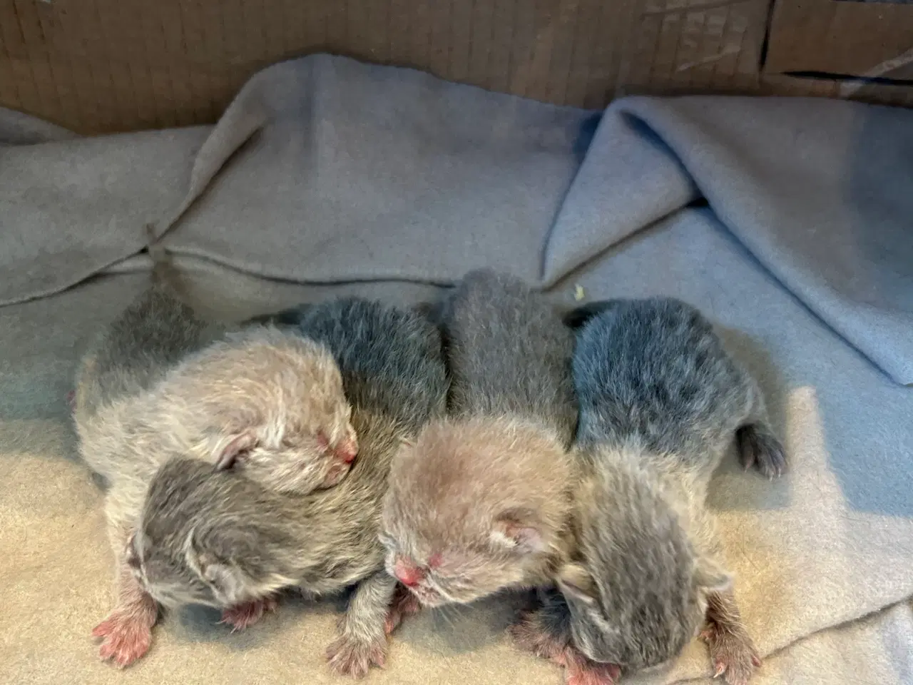 Billede 1 - British shorthair killinger sælges