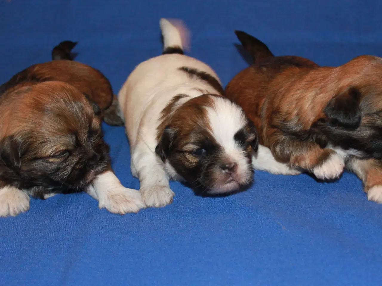 Billede 8 - Lhasa Apso hvalpe