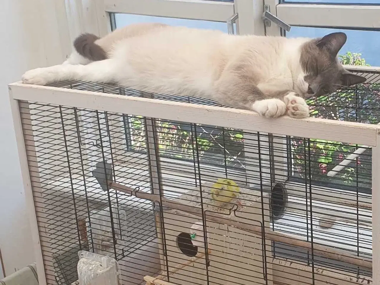 Billede 11 - Ragdoll / Hellig Birma / blanding