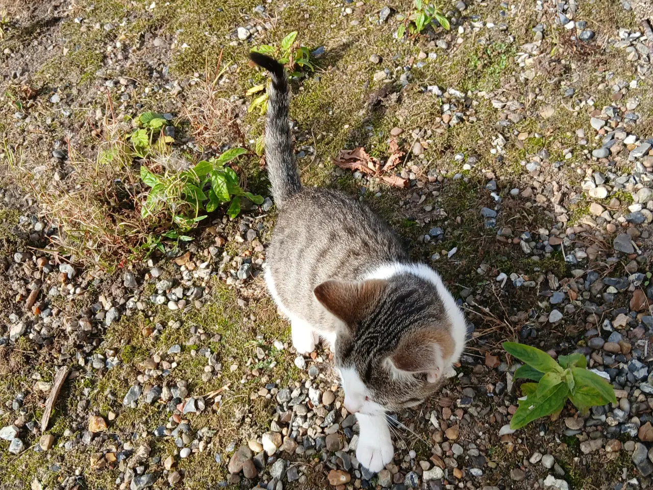 Billede 3 - Kattekilling søger kærlig hjem.
