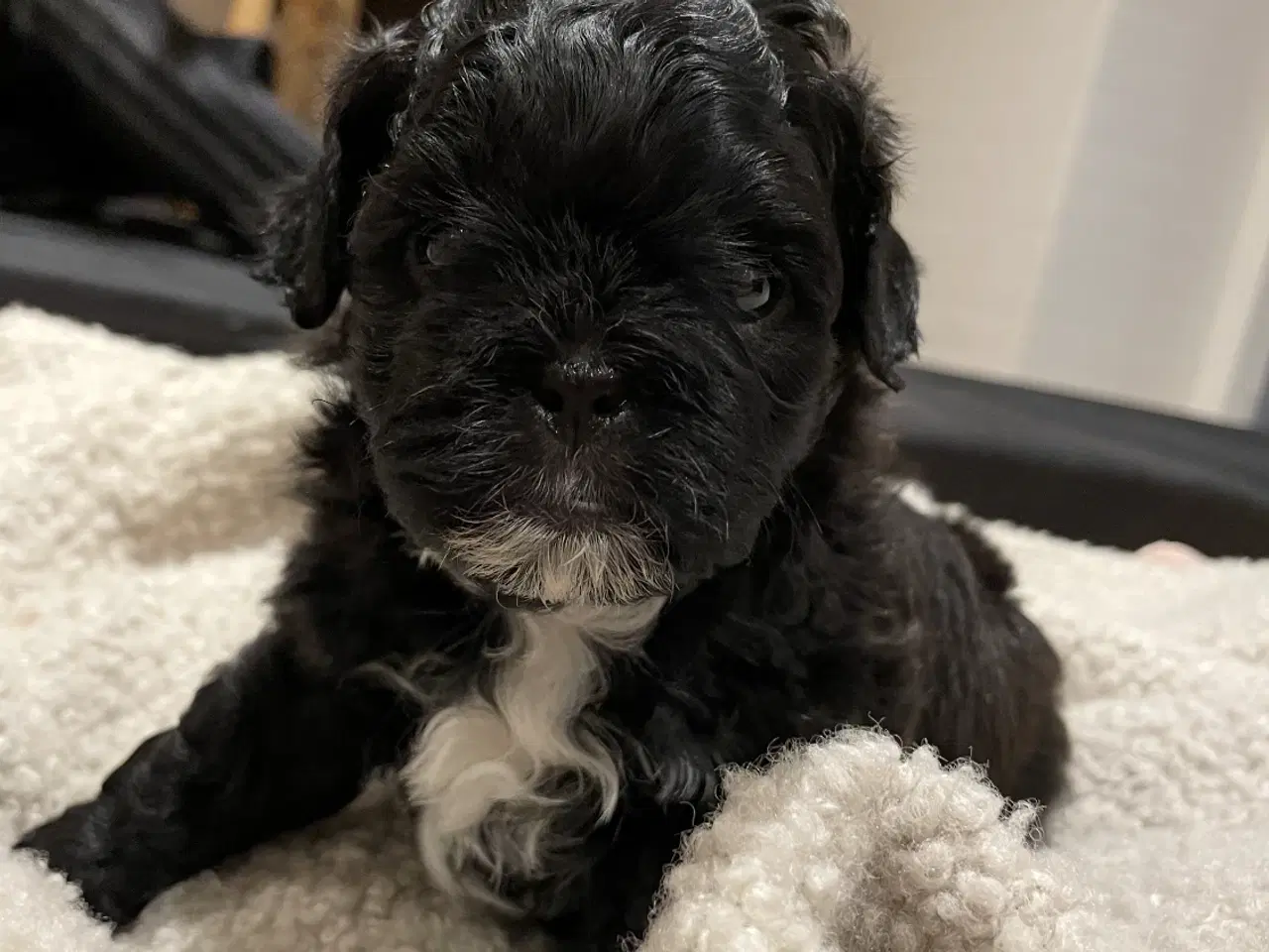 Billede 1 - Skønneste små shihpoo