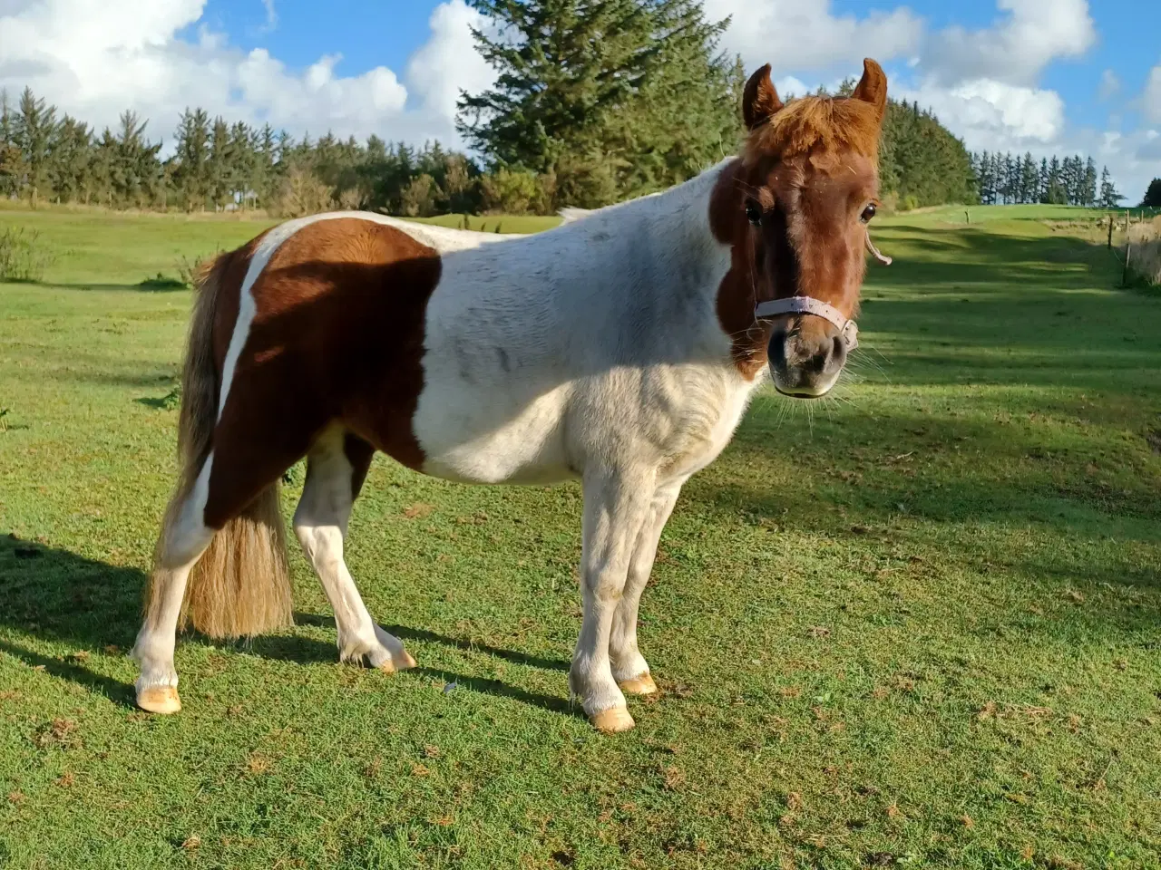 Billede 1 - Pony hoppe til salg 