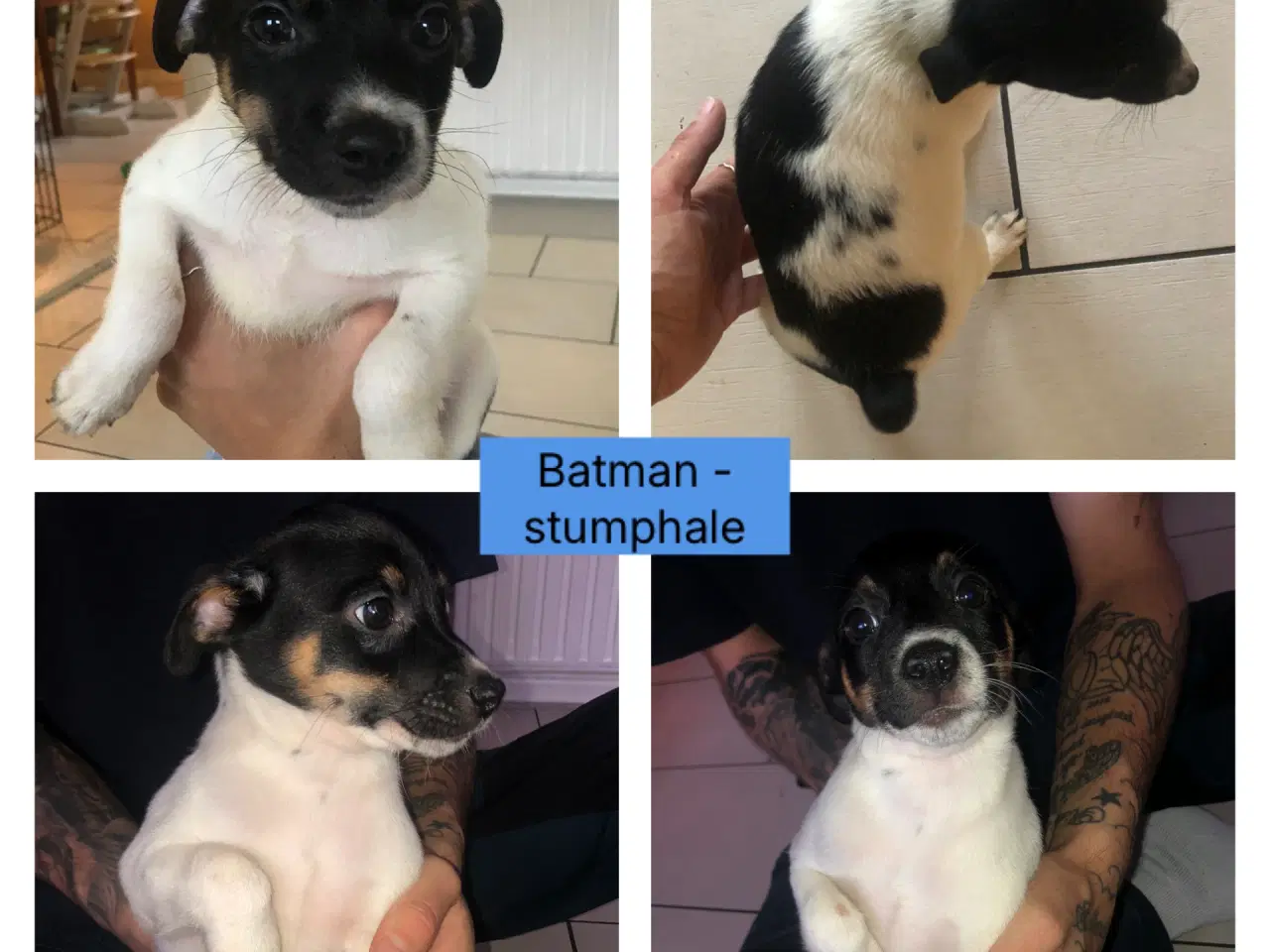 Billede 3 - Fedtmule og Batman søger nye hjem