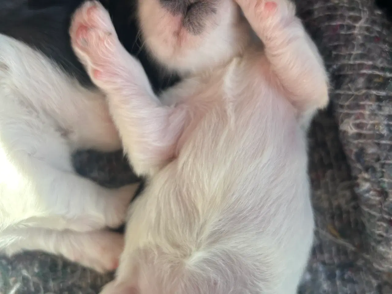 Billede 4 - Bomulds hundehvalp