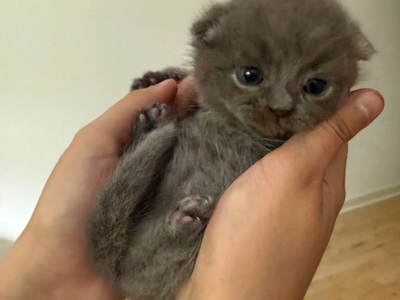 Billede 5 - Scottish fold & perser mix 