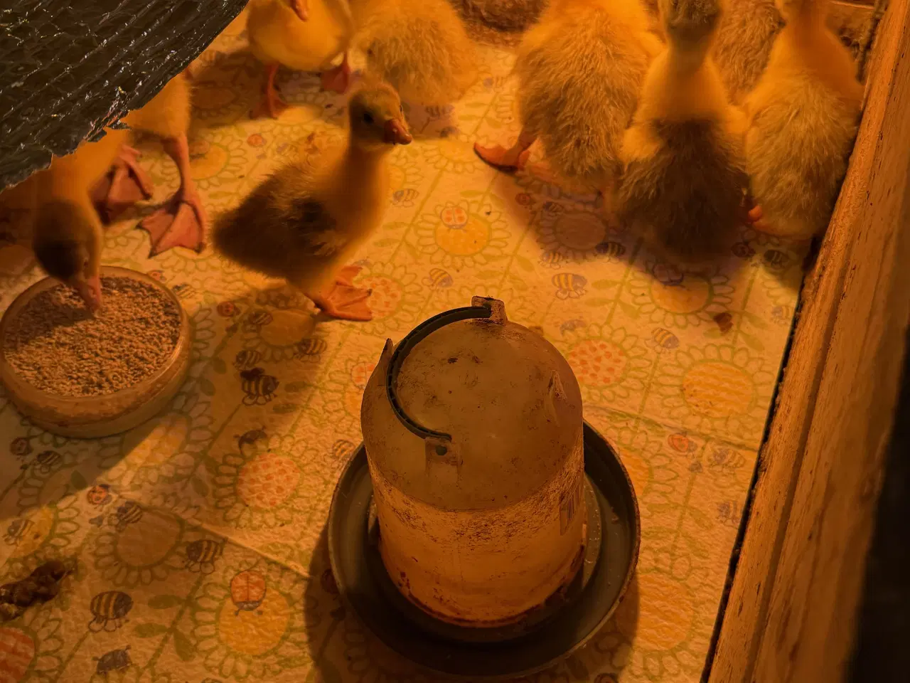 Billede 2 - Gæslinger Sælges