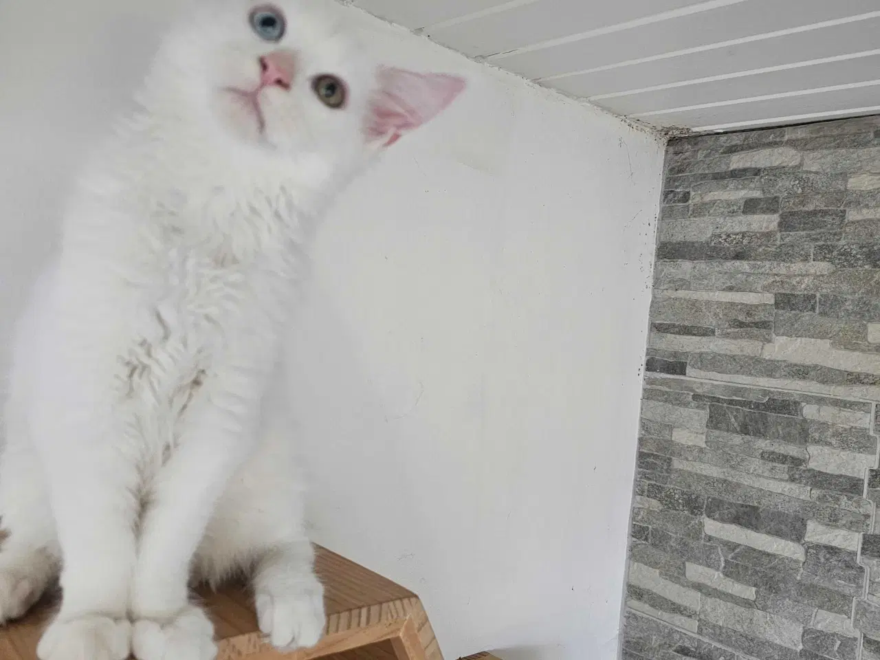 Billede 4 - Maine Coon killing m/stamtavle