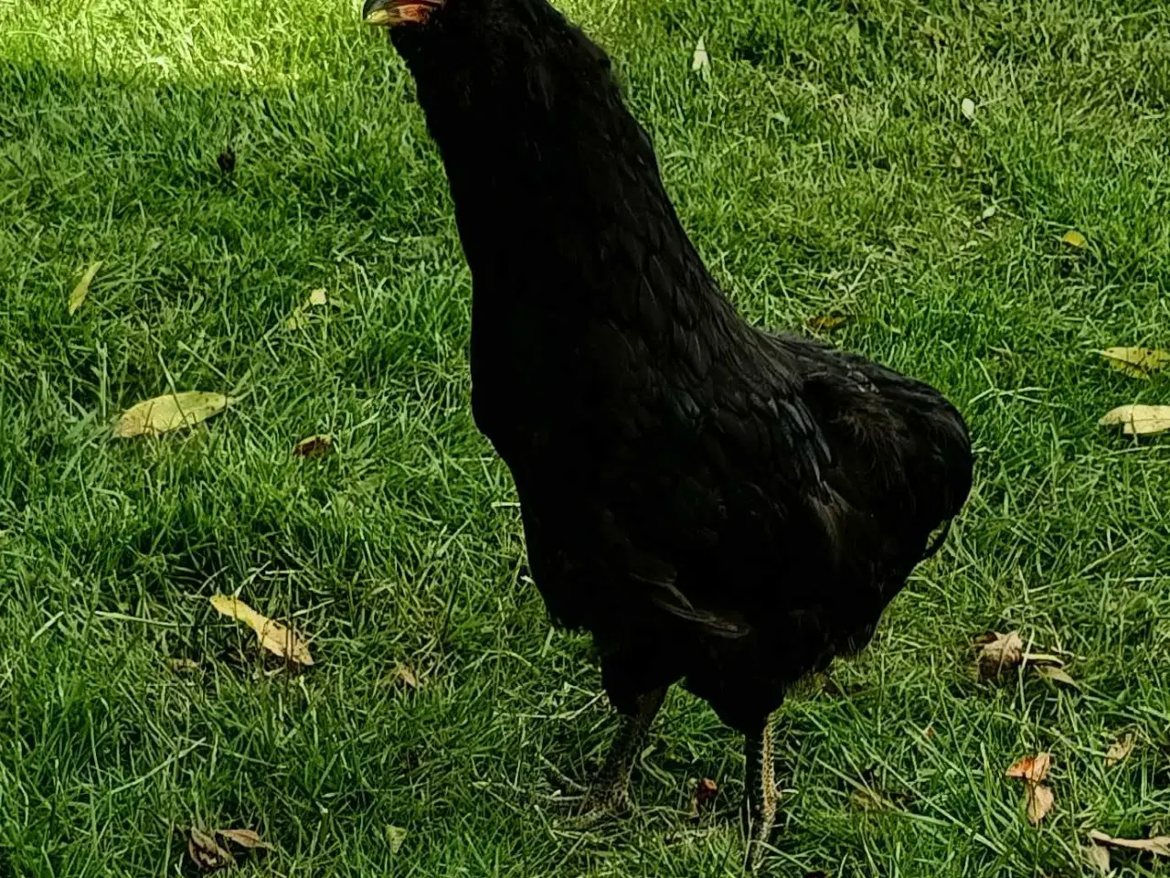 Billede 6 - Araucana hane