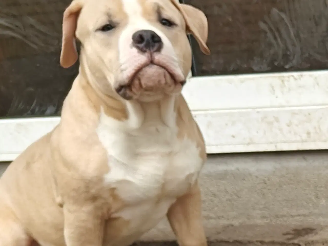 Billede 6 - American Bully hvalpe. 