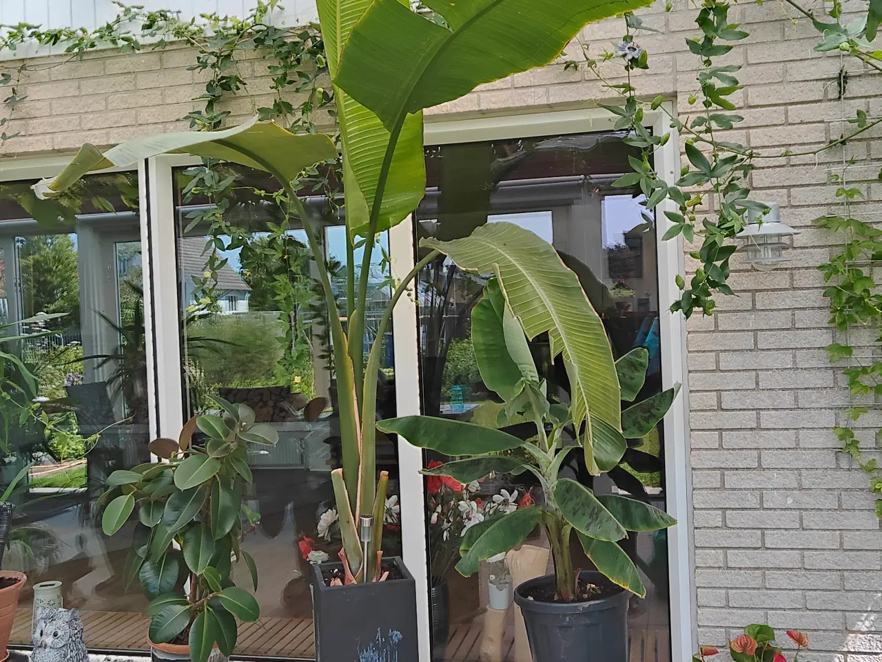 Billede 1 - 2 stk eleganteStrelitzia nicolai indendørsplanter.